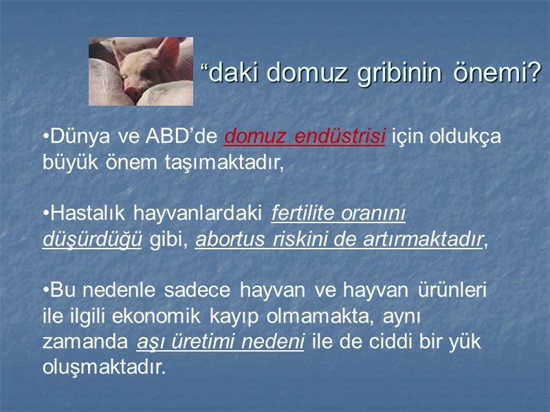 “daki domuz gribinin önemi? Dünya ve ABD’de domuz endüstrisi için oldukça büyük önem taşımaktadır,